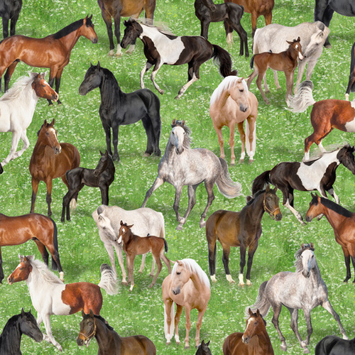 Horse Life Horse Foal Grass Country E