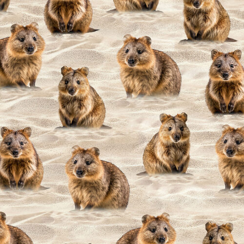 Fabric Remnant -	 Australian Coastal Sand Happy Quokkas 96cm