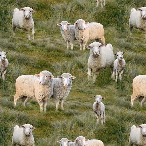 Fabric Remnant-Merino Muster Sheep Lambs 52cm